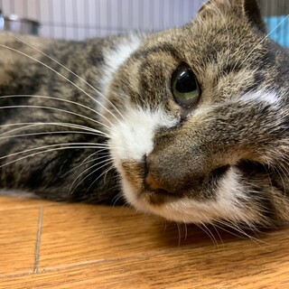 穏やかで甘えん坊　片目の　勘助♂