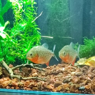 ピラニア2匹