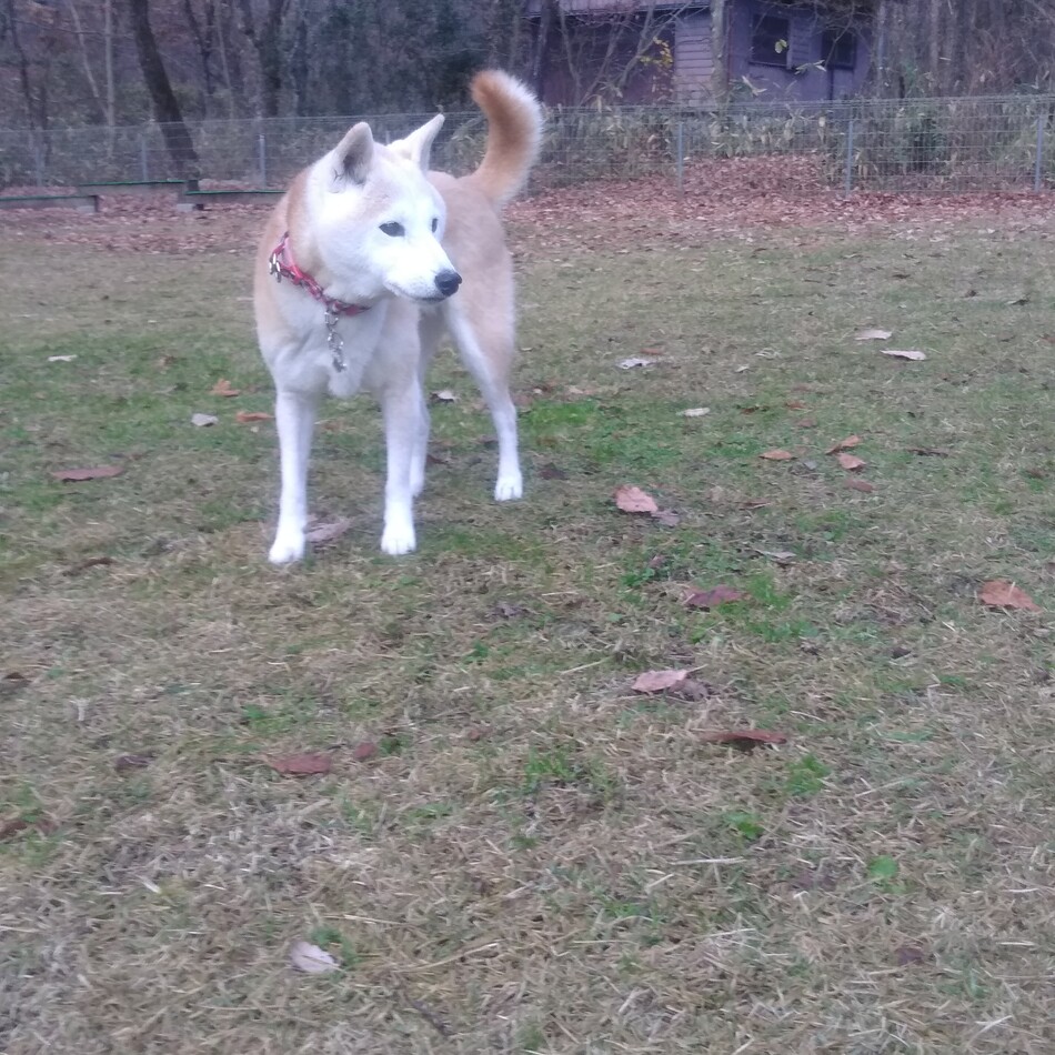 ひょんのカバー写真