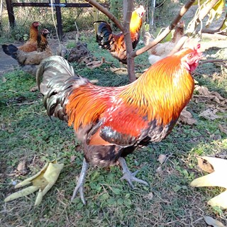 幸せの水色卵を産むアローカナ7羽(雄3雌4)