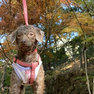 甘えん坊のトイプードルのコナちゃん