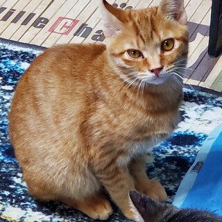 イケメン茶トラくん