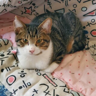 イケメンキジシロくん