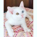 【募集一時停止】白猫人馴れ◎お子様OKモナカ君