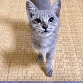 甘えん坊のグレちゃん❣