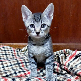 只今２ヶ月!バス停に捨てられていた4兄弟キジ♂