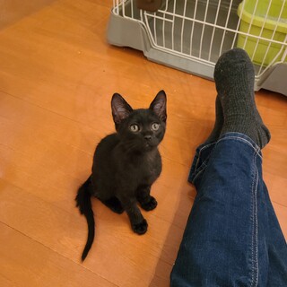 へそたろう（大口町登録団体大口猫の会）