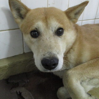 処分対象になります。収容期限11/29朝迄