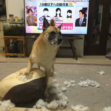 やってやったぜ