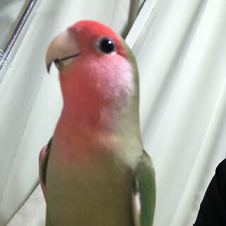 コザクラインコ とセキセイインコ