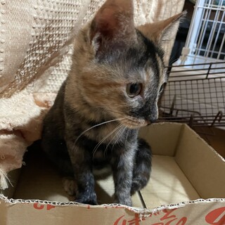とっても人懐っこい子猫☆サビ♀4ヶ月