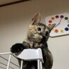 とっても人懐っこい子猫☆サビ♀4ヶ月 サムネイル3