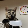 とっても人懐っこい子猫☆サビ♀4ヶ月 サムネイル4