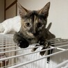 とっても人懐っこい子猫☆サビ♀4ヶ月 サムネイル6