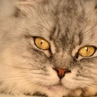 クレオ♡しあわせにゃんこになりました