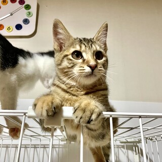 とっても鳴き声がカワイイ子猫☆キジトラ♀3ヶ月