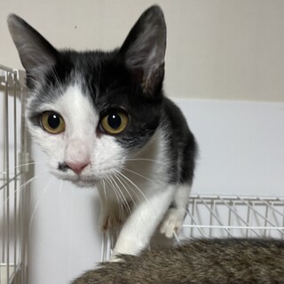 人が大好き、とっても活発な子猫☆黒白♂4ヶ月