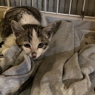 里親募集 可愛い猫