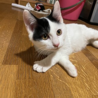 愛護センターレスキュー☆ゆきみちゃん♀3ヶ月