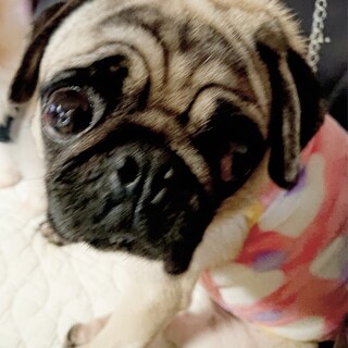甘えん坊で優しい☆パグのぺぺちゃん３才