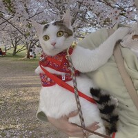 おもち