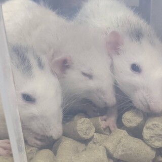 ファンシーラット♂♀