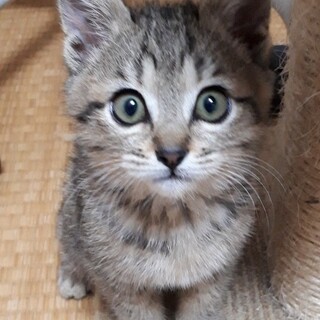 募集停止❤️キジトラ女子すず