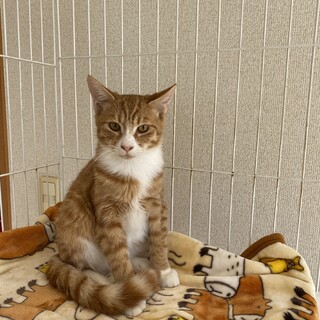 可愛い茶シロのシャケくん❤️