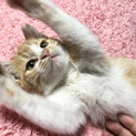 おっとり甘えん坊茶白女子