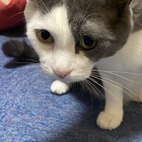 なな