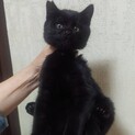 手術済　黒猫男の子　里親さん決定!!