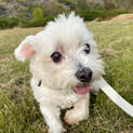 里親決定☆お利口さん＊マルチーズのマロ♂☆