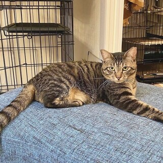 丸くて可愛い❤️ころころマロンちゃん