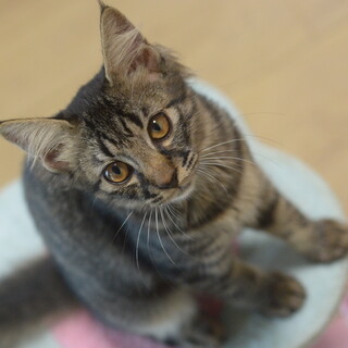 フワフワなキジネコ　特に尻尾がモッフモフです