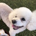 里親が決定いたしました