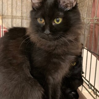 兵庫県が募集対象のすべてのペット里親募集情報 :: ペットのおうち 