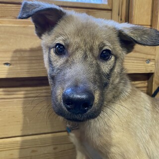 推定8ヶ月の女の子、月美」奈良県 - 犬の里親募集(394114 