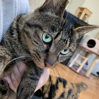 とても人懐っこいオスのトラくん