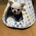 小さなチワワ系　仮名コンちゃん