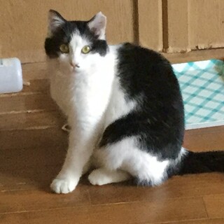 優しく静かなパトリシアちゃん