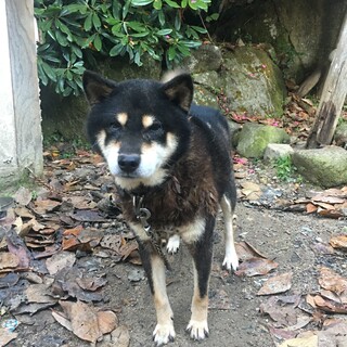 推定8ヶ月の女の子、月美」奈良県 - 犬の里親募集(394114 