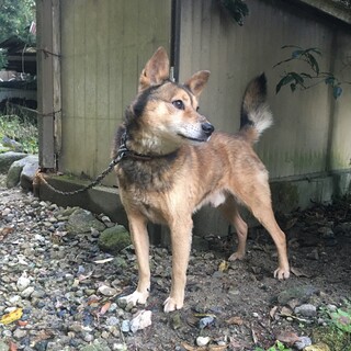 急募！りく君10歳老犬です。