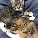 生後2か月の子猫保護