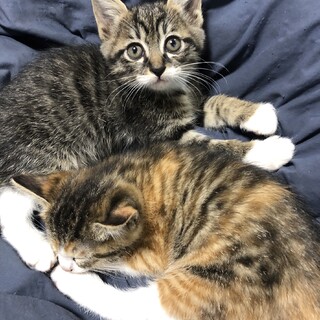 生後2か月の子猫保護