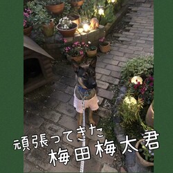 頑張ってきた梅田梅太君→譲渡決定！