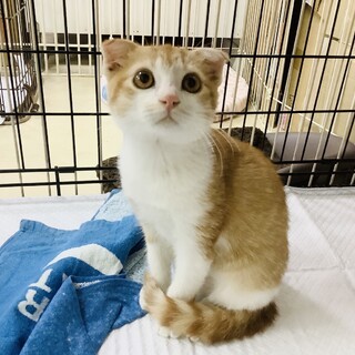 【お耳が特徴的】やんちゃ盛りのナッツくん