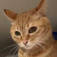 きなこ