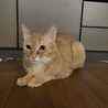 の写真