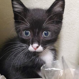 とっても愛らしい「ひびき」生後約4か月