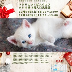 猫の譲渡会